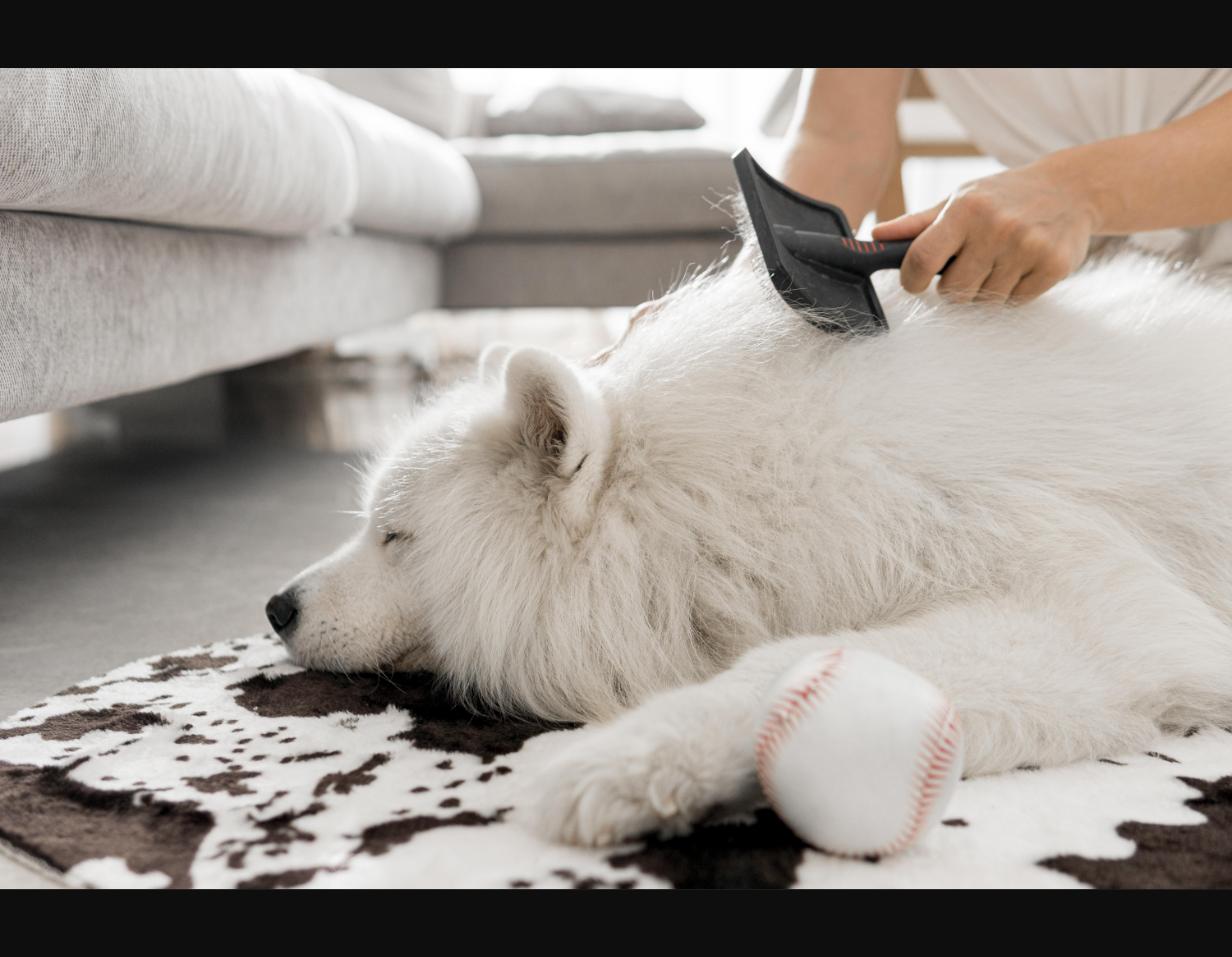 5 astuces pour garder votre maison fraîche et propre avec un chien