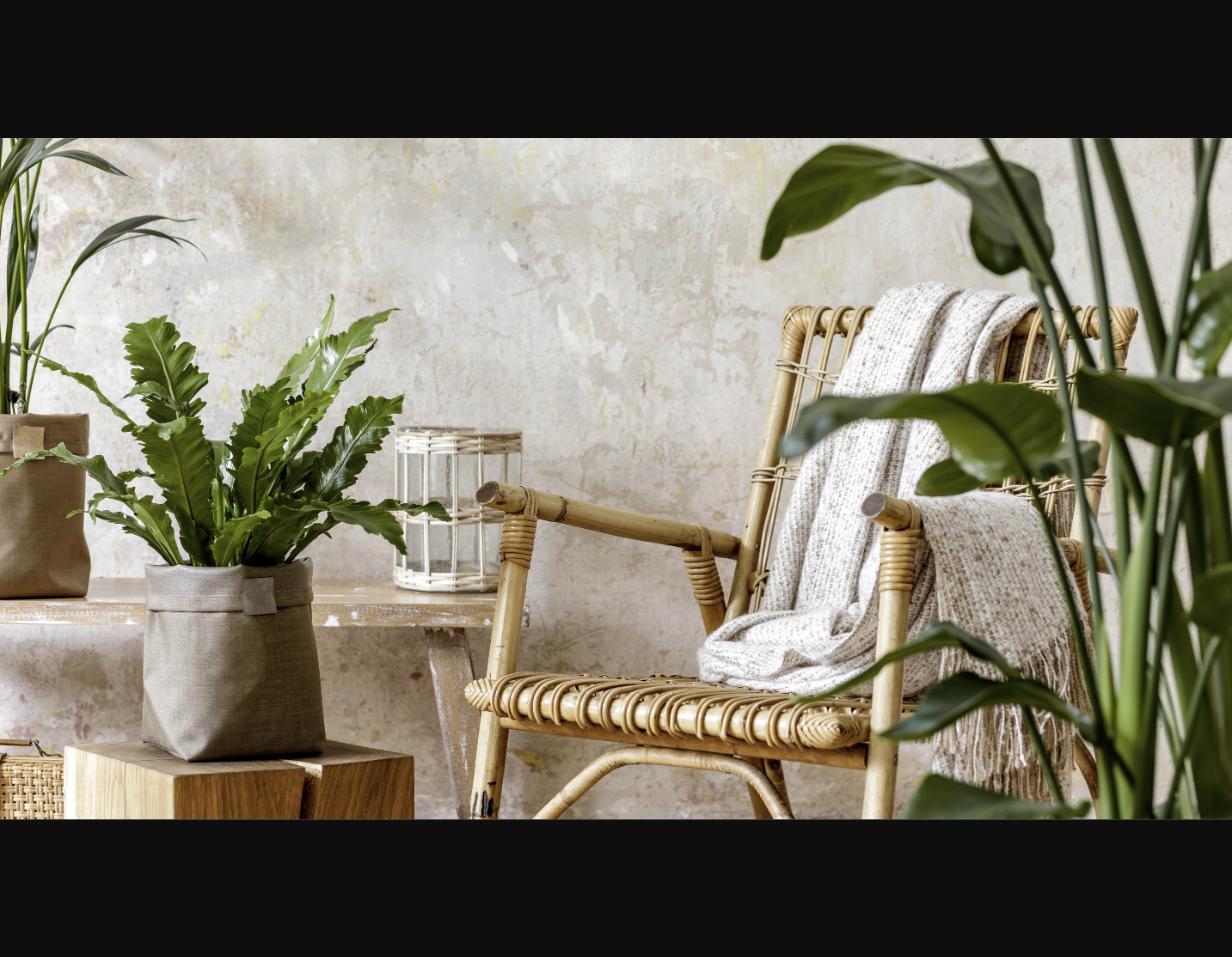 Comment protéger vos plantes d'intérieur pendant l'hiver ?
